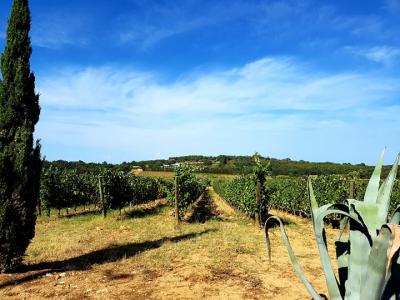 Domaine sol payre cotes du roussillon